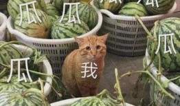 龙坤娱乐吃瓜,吃瓜群众揭秘娱乐圈幕后真相